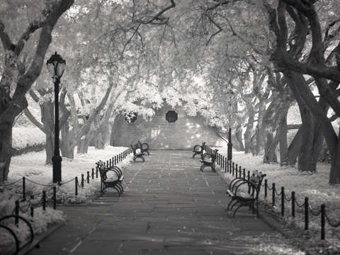 A walk under the boughs