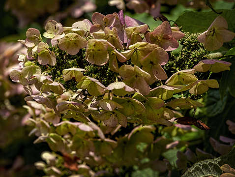 French hydrangea