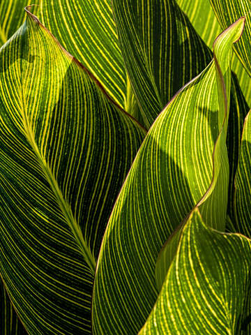 Leaves 2