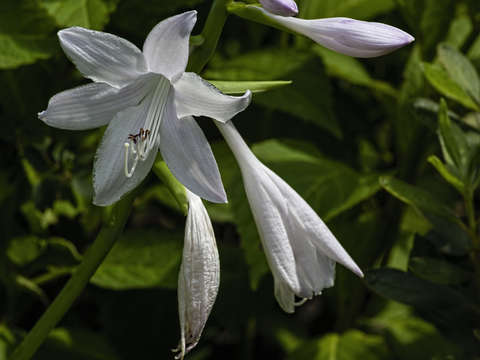 Easter lily