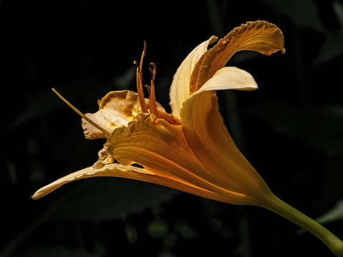 Orange lily