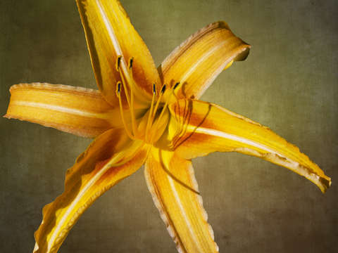 Tiger lily composite