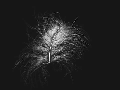 Feather 3 2