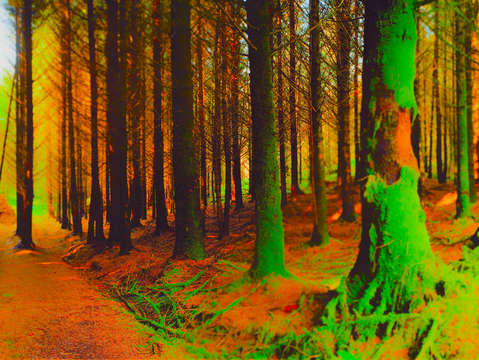 Green trees