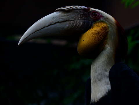 Wreathed hornbill
