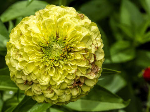 Zinnia