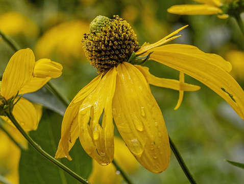 Sunflower and raindrops