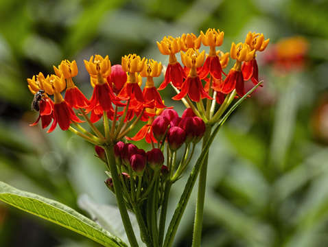 Orange and red flowers
