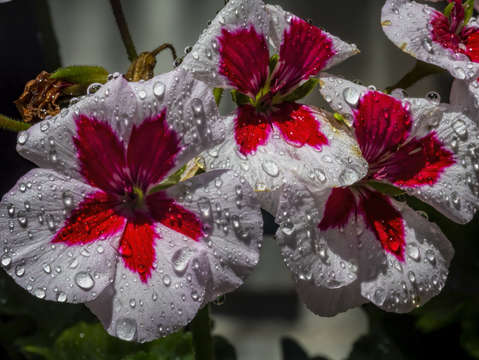Hibiscus 4