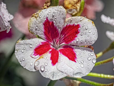 Hibiscus 5