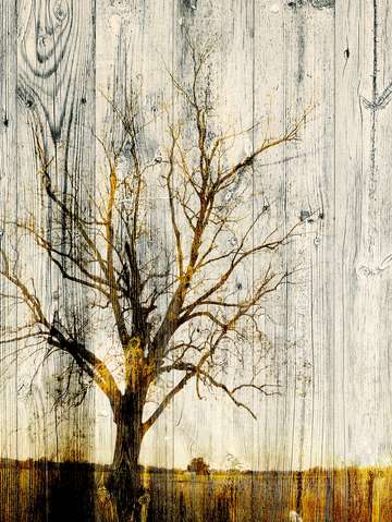 Bare tree on wood