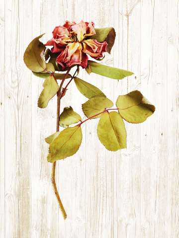 Rose on wood