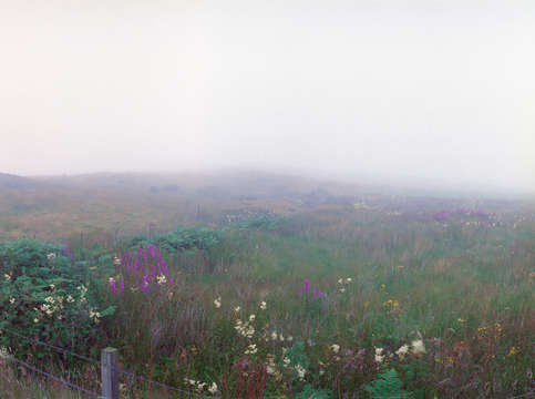 Fog flowers
