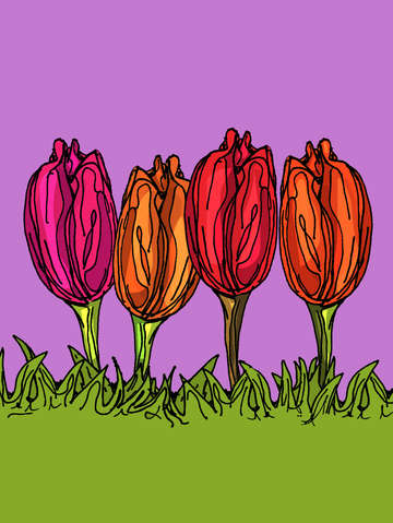 Pink tulips 2