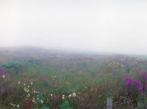 Fog flowers 2