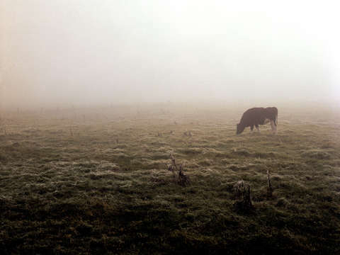 Grazing cow in fog