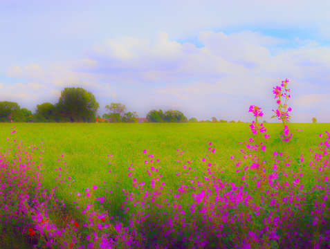 Fersfields flowers