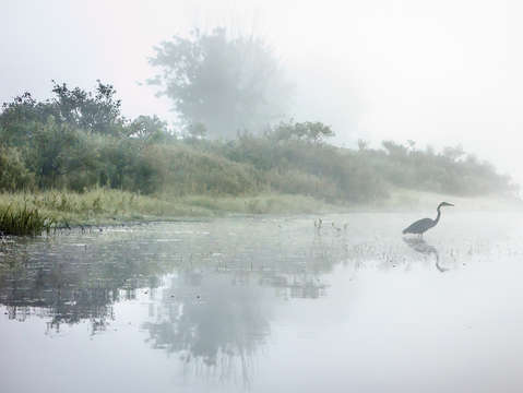 Dawn heron