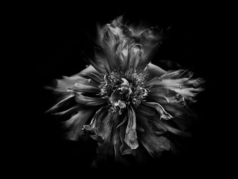 Backyard flowers in black and white 49