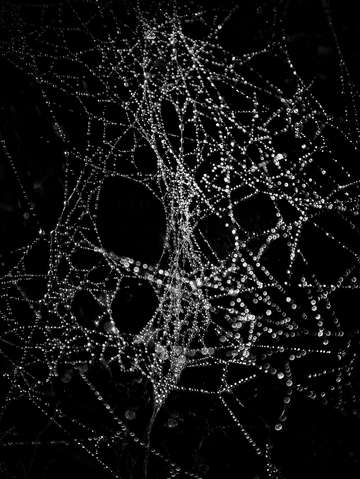 Spiderweb no 4