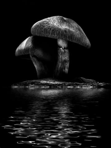 Toadstools on a toronto trail reflection no
