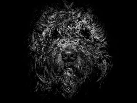 Ziggy portrait no