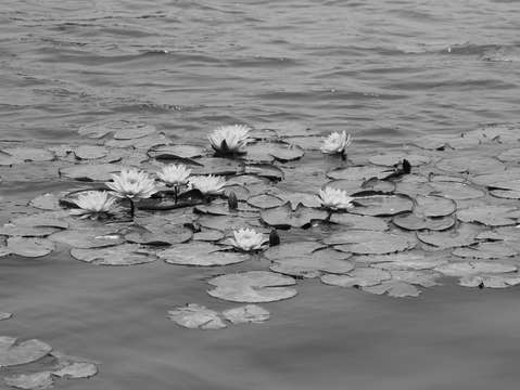 Pond 5