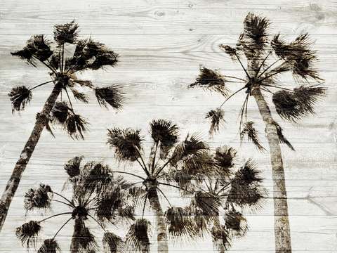 Palm trees 4