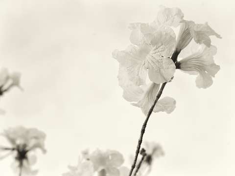 Flower on white