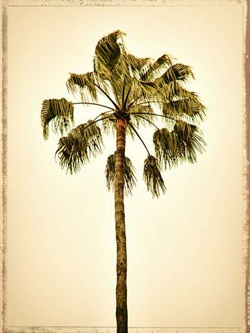 Palm alone