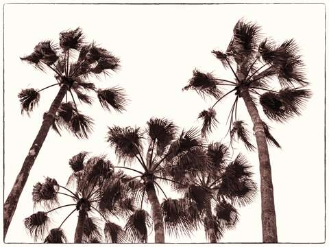 Copper palms