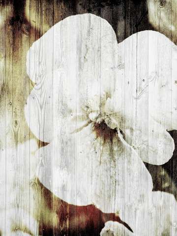 White flower 5