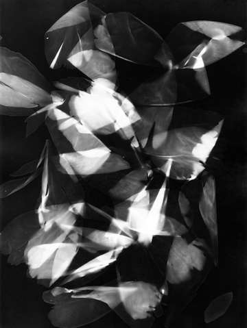 Press them flowers 02