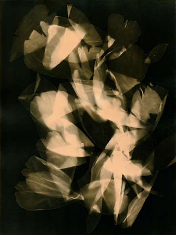 Press them flowers tinted 02