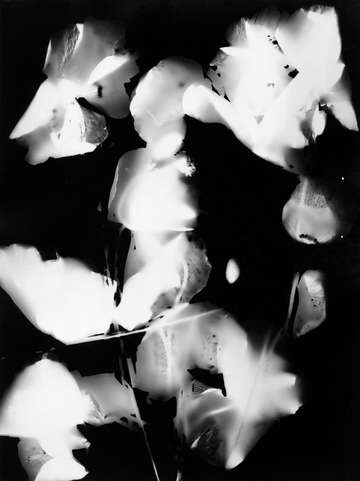 Press them flowers 04