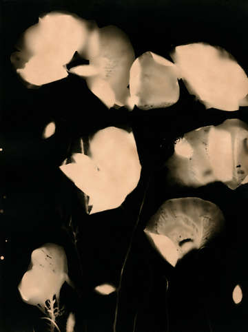 Press them flowers tinted 03 2