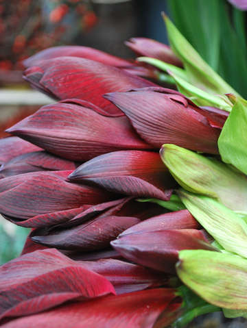 Amaryllis blooms
