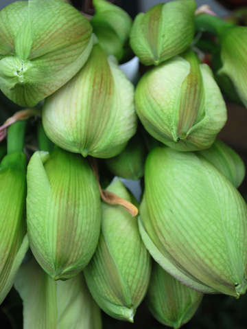 Amaryllis blooms green