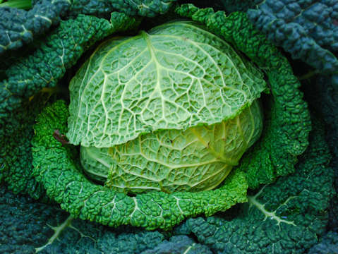 Cabbage 3