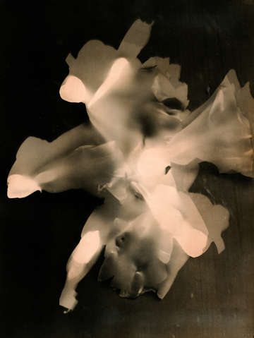 Press them flowers tinted 05