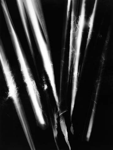 Press them flowers 06