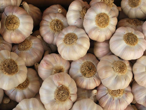 Garlic breath
