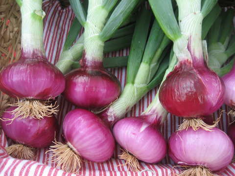 Red onions