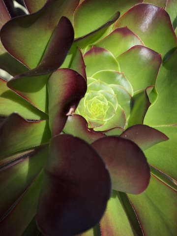 Succulent 3