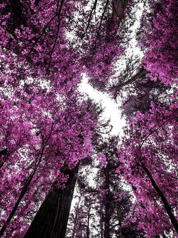 The purple forest