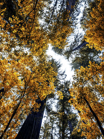 The orange forest