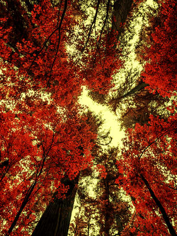 The red forest