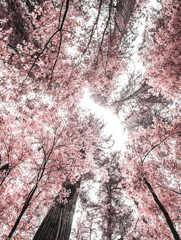 The pink forest