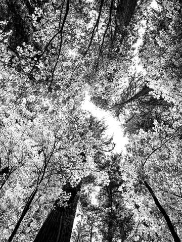 The grey forest
