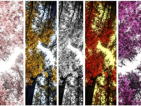 The magical forest 1